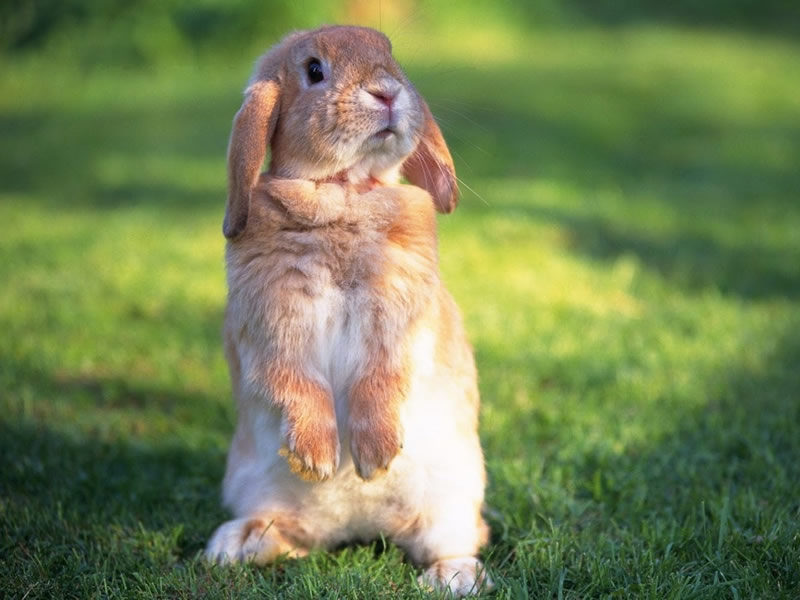 cute bunny